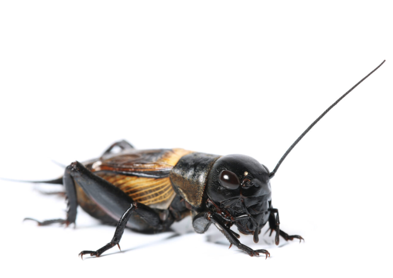 Crickets in Foods, Pros and Cons