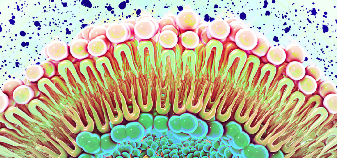 Red Blood Cell Fatty Acids Test – Energy Therapy